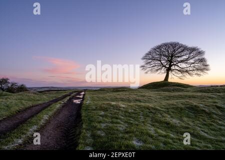 Lone Tree all'alba su Grindon Moor, Staffordshire, White Peak, Peak District National Park, Regno Unito. Foto Stock