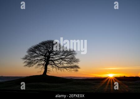 Lone Tree all'alba su Grindon Moor, Staffordshire, White Peak, Peak District National Park, Regno Unito. Foto Stock