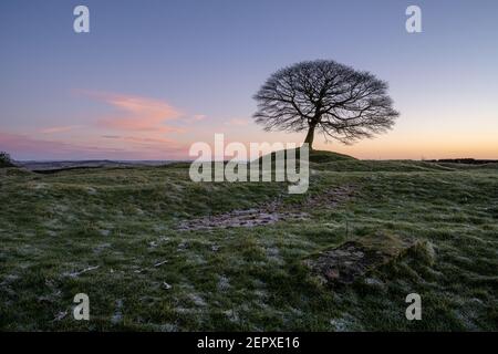 Lone Tree all'alba su Grindon Moor, Staffordshire, White Peak, Peak District National Park, Regno Unito. Foto Stock