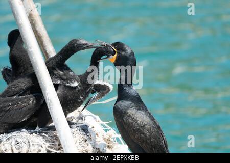 Uccelli cormorani o Shag (Phalacrocoracidae) in un nido, adulto che alimenta i bambini, concettuale uccelli marini e acquatici closeup Foto Stock