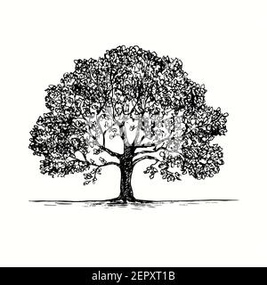 Albero di quercia disegnato a mano. Illustrazione del disegno in bianco e nero con inchiostro Foto Stock