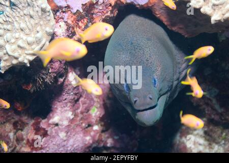 Verde e viola Moray Eel: Uscendo dal suo strato subacqueo per esplorare a Neil's Cove nelle magnifiche isole Andamane. Foto Stock