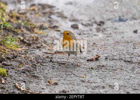 Primo piano di uccelli rapaci rossi (Erithacus rubbecula) in inverno, fauna selvatica, assia, germania Foto Stock