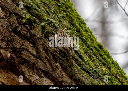 Treecreeper comune eurasiatico (Certhia familiaris) singolo su tronco d'albero in inverno, assia, germania Foto Stock