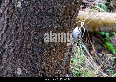 Treecreeper comune eurasiatico (Certhia familiaris) singolo su tronco d'albero in inverno, assia, germania Foto Stock