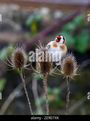 Finch d'oro (Carduelis carduelis) conosciuto come Distelfink o Stieglitz che perching sul thistle. Una delle finches più colorate e distintive con bl bianco Foto Stock