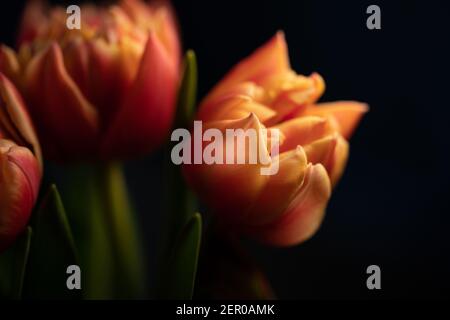 Primo piano di tulipani ibridi Darwin giallo rosso (cultivar Tulipa), specie Banja Laka Foto Stock