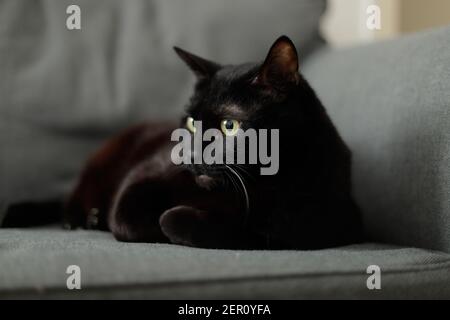 gatto nero sdraiato sul divano Foto Stock