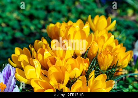 Crocuschi gialli (Crocus flavus) che fioriscono in primavera nel cortile della chiesa di St Anne's Limehouse, Londra Est, Regno Unito Foto Stock