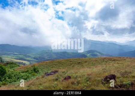 Bella vista delle colline di Munnar in una giornata nebbiosa situato nel distretto di Idukki dello stato indiano sud-occidentale del Kerala, india Foto Stock