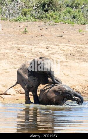 Due giovani vitelli dell'Elefante Africano (Loxodonta africana) che giocano alla sorgente di Gwarrie Pan, Addo Elephant National Park, Capo Orientale, Sud Africa Foto Stock