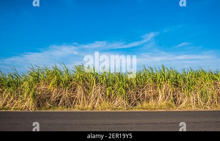 campo di erba verde accanto strada asfaltata grigia sotto il cielo blu Foto Stock