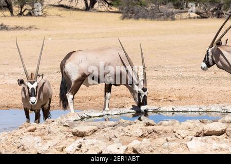 Gemsbok o Gemsbuck (Oryx gazella) che beve presso il bacino d'acqua di Dalkeith, il Kgalagadi TransFrontier Park, Kalahari, Capo del Nord, Sudafrica Foto Stock