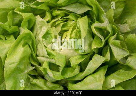 Primo piano di una lattuga (Lactuca sativa) Foto Stock