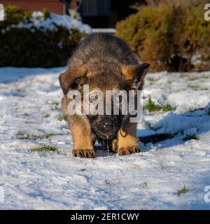 Un cucciolo di pastore tedesco di nove settimane sta guardando direttamente nella macchina fotografica. Neve sullo sfondo Foto Stock