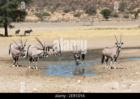 Gemsbok o Gemsbuck (Oryx gazella) che beve in una grande pozza piovana, Kgalagadi TransFrontier Park, Kalahari, Capo del Nord, Sudafrica Foto Stock