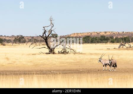 Gemsbok o Gemsbuck (Oryx gazella) coppia in vasto paesaggio arido Kgalagadi Tranfrontiera Park, Kalahari, Capo del Nord, Sud Africa Foto Stock