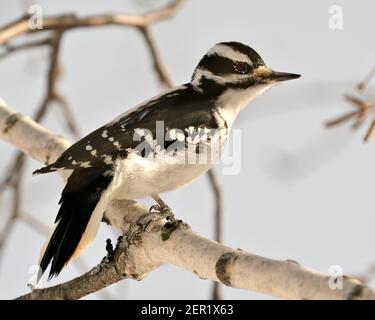 Vista ravvicinata del profilo Woodpecker arroccato su un ramo che mostra piumaggio di piume nel suo ambiente e habitat nella foresta con uno sfondo sfocato. Foto Stock