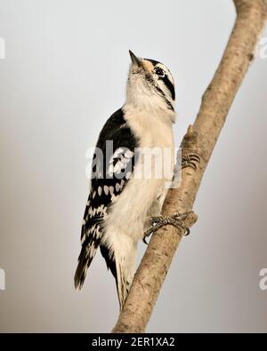 Woodpecker primo piano profilo vista arrampicata ramo albero e mostra piuma precipitare nel suo ambiente e habitat nella foresta con un cielo blu sfocato Foto Stock