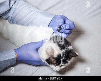 Il collare del gatto è messo sopra da veterinario su bianco con i punti neri gatto. Foto Stock