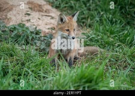 Il cucciolo di Fox siedendo sull'erba vicino in Scozia, u. k. in primavera Foto Stock