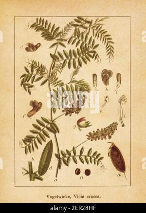 Antica illustrazione di una cracca di vicia, conosciuta anche come attacco tufted, attacco di mucca, attacco di uccello o attacco boreale. Inciso da Jacob Sturm (1771-1848) e pub Foto Stock