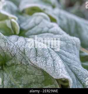 Primo piano Springtime gelò foglie di Lord e Ladies, Cuckoopint / Arum maculatum in hedgerow. Anche se Arum velenoso è stato usato nella medicina di erbe. Foto Stock