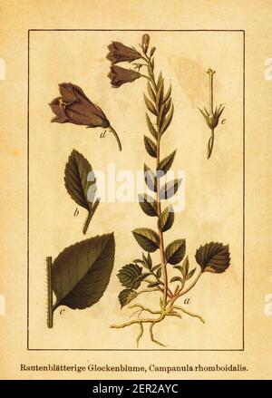 Illustrazione ottocentesca di Campanula romboidalis. Incisione di Jacob Sturm (1771-1848) dal libro Deutschlands Flora in Abbildungen nach der Nat Foto Stock