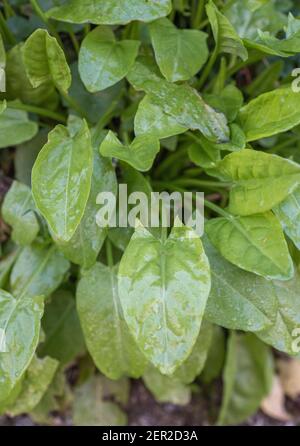 Grumo di primavera Common Sorrel / Rumex acetosa foglie che crescono selvatiche in una cornese hedgerow. È stato foraged per il cibo ed usato nella medicina di erbe. Foto Stock