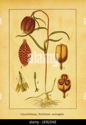 Antica illustrazione del daffodil a scacchi. Incisione di Jacob Sturm (1771-1848) dal libro Deutschlands Flora in Abbildungen nach der Natur mit BE Foto Stock