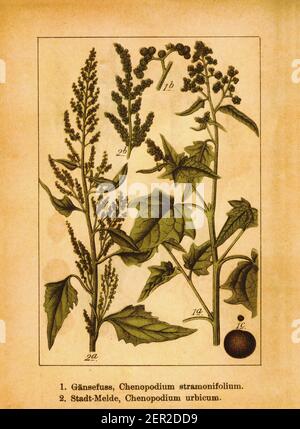 Illustrazione ottocentesca dello stramonifolium del Chenopodium e del piede d'oca. Incisione di Jacob Sturm (1771-1848) dal libro Deutschlands Flora i Foto Stock