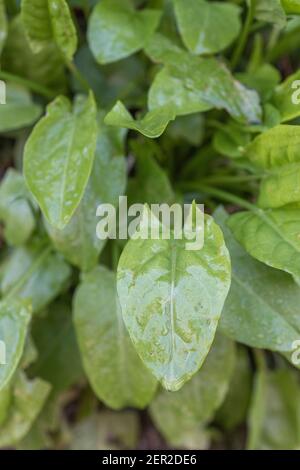 Grumo di primavera Common Sorrel / Rumex acetosa foglie che crescono selvatiche in una cornese hedgerow. È stato foraged per il cibo ed usato nella medicina di erbe. Foto Stock