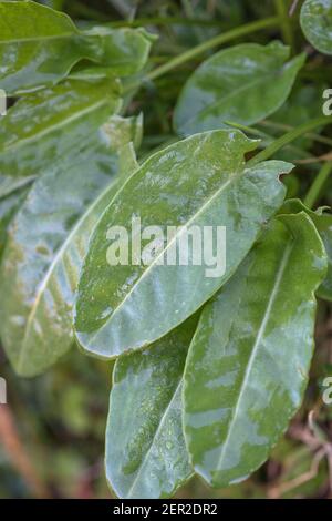 Grumo di primavera Common Sorrel / Rumex acetosa foglie che crescono selvatiche in una cornese hedgerow. È stato foraged per il cibo ed usato nella medicina di erbe. Foto Stock