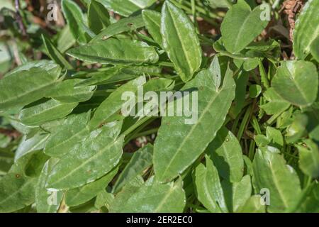 Grumo di primavera Common Sorrel / Rumex acetosa foglie che crescono selvatiche in una cornese hedgerow. È stato foraged per il cibo ed usato nella medicina di erbe. Foto Stock