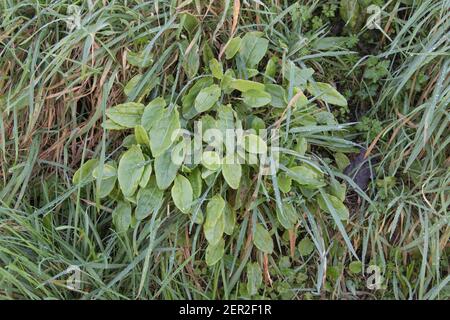 Grumo di primavera Common Sorrel / Rumex acetosa foglie che crescono selvatiche in una cornese hedgerow. È stato foraged per il cibo ed usato nella medicina di erbe. Foto Stock