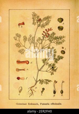 Antica incisione del XIX secolo di fumario comune. Illustrazione di Jacob Sturm (1771-1848) dal libro Deutschlands Flora in Abbildungen nach der Na Foto Stock