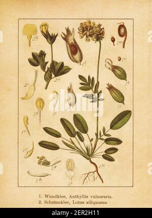 Antica illustrazione di una vulnerabilità di antyllis (noto anche come comune kidneyvetch o rene vetch) e loto siliquoso (noto anche come loto maritimus Foto Stock