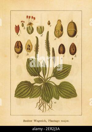 Antica illustrazione di un plantago maggiore, noto anche come plantain comune o più grande plantain. Inciso da Jacob Sturm (1771-1848) e pubblicato nel Foto Stock