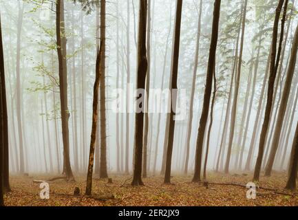Autunnale nebbia vista foresta. Gli alberi sono coperti dalla nebbia mattutina. Viaggiare sulle montagne della Slovacchia. Foto Stock