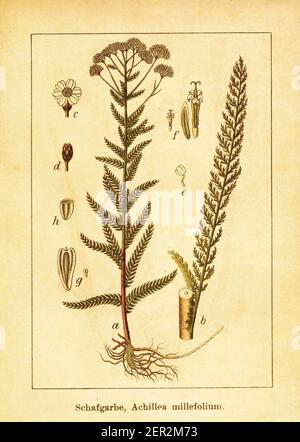 Antica illustrazione di yarrow comune. Incisione di Jacob Sturm (1771-1848) dal libro Deutschlands Flora in Abbildungen nach der Natur mit Bescher Foto Stock