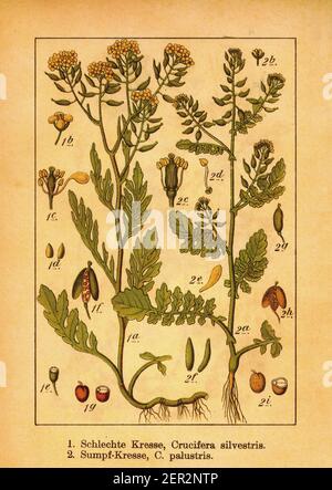 illustrazione del xix secolo di giallowcress strisciante e palude yellowcress. Incisione di Jacob Sturm (1771-1848) dal libro Deutschlands Flora in Abbild Foto Stock