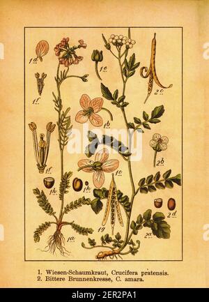 Antica illustrazione del fiore dei cucù e della grande bittercress. Incisione di Jacob Sturm (1771-1848) dal libro Deutschlands Flora in Abbildungen nach Foto Stock