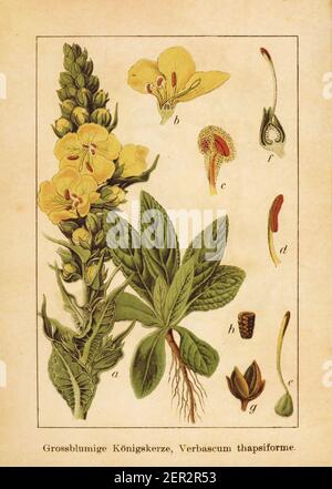 Antica illustrazione di un verbascum thapsiforme, noto anche come verbascum densiflorum, mulleina a fioritura densa o mulleina a fioritura grande. Inciso da Ja Foto Stock