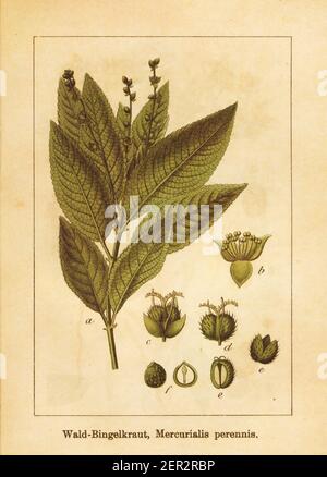 Antica illustrazione di un mercurialis perennis, noto anche come mercurio del cane o boggard posy. Inciso da Jacob Sturm (1771-1848) e pubblicato nel Foto Stock