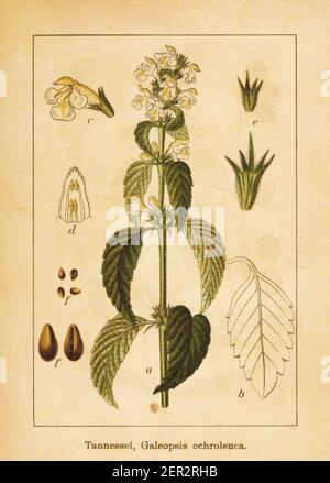 Antica illustrazione di un sedetum galeopsis, conosciuto anche come hempnettle downy. Inciso da Jacob Sturm (1771-1848) e pubblicato nel libro Deutschland Foto Stock