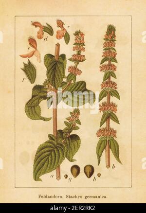 Antica illustrazione di una germanica di stachys, conosciuta anche come verga o hedgenortica tedesca. Inciso da Jacob Sturm (1771-1848) e pubblicato in Foto Stock