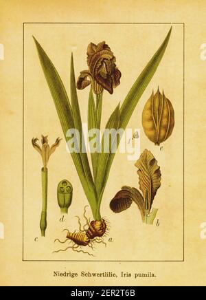 Antica illustrazione dell'iride nana. Incisione di Jacob Sturm (1771-1848) dal libro Deutschlands Flora in Abbildungen nach der Natur mit Beschreibu Foto Stock