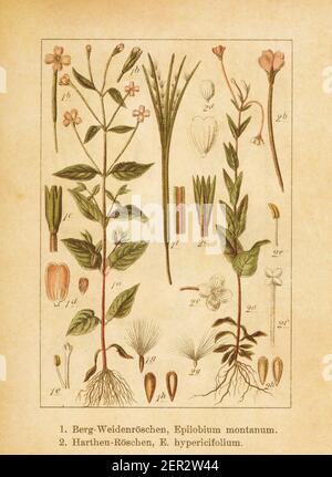 Antica illustrazione di un epilobium montanum (noto anche come willowwib a foglie larghe) e dell'epilobium ipericifolium. Inciso da Jacob Sturm (1771-1848 Foto Stock