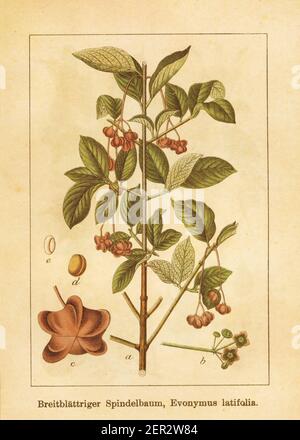 Antica illustrazione di un euonymus latifolia, conosciuto anche come euonymus latifolius, albero del fuso o albero del fuso. Inciso da Jacob Sturm (1771-1848) e pub Foto Stock