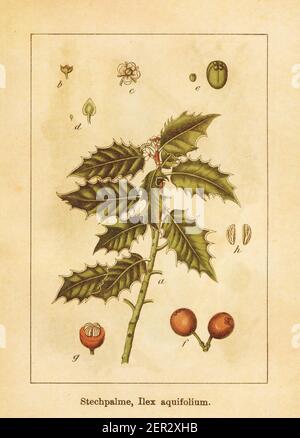 Antica illustrazione di un aquifolium ilex, conosciuto anche come agrifoglio, agrifoglio europeo, agrifoglio inglese, agrifoglio natalizio o agrifoglio messicano. Inciso da Jacob St Foto Stock